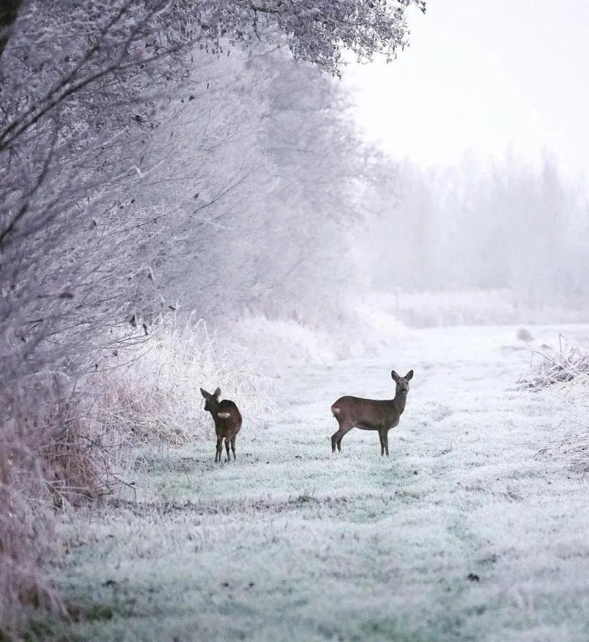 Prive In Een Bosrijke Omgeving Welkom Bij Gastenverblijf Het Ontsnapte Schaap In Jubbega Zewnętrze zdjęcie