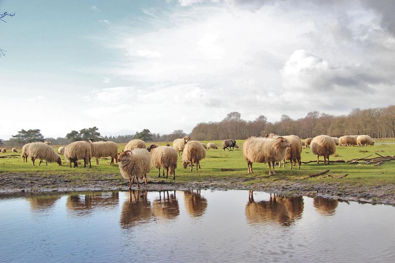 Prive In Een Bosrijke Omgeving Welkom Bij Gastenverblijf Het Ontsnapte Schaap In Jubbega Zewnętrze zdjęcie